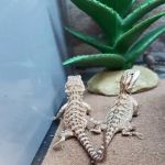 Petco