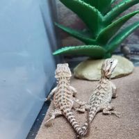 Petco ico