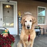 Rippowam Animal Hospital