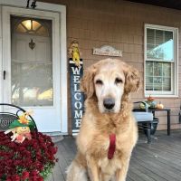 Rippowam Animal Hospital ico