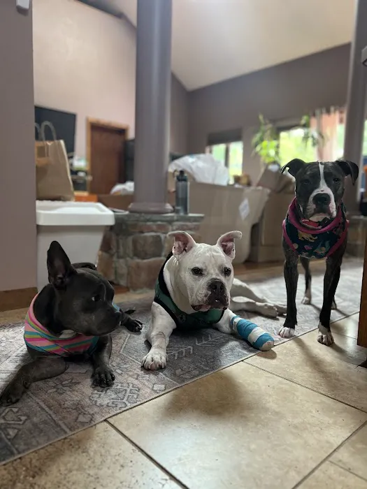 Rippowam Animal Hospital Picture 3