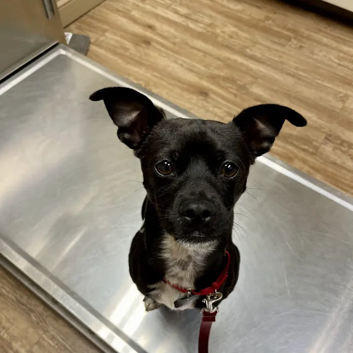 High Ridge Animal Hospital Picture 9