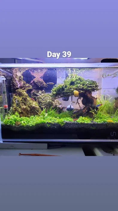 Nature Aquarium Picture 3