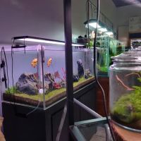 Nature Aquarium ico