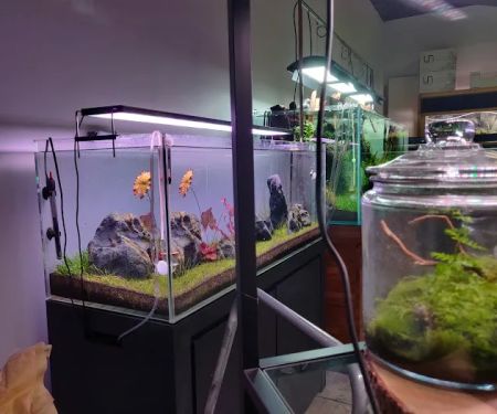 Nature Aquarium