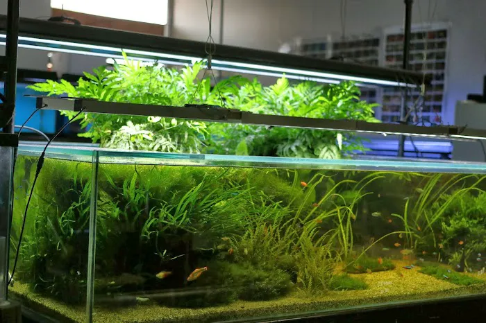 Nature Aquarium Picture 9
