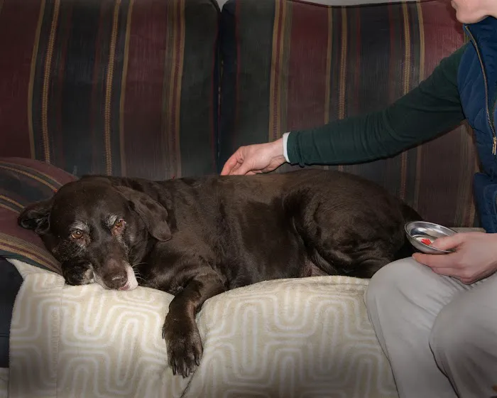 Tailored Veterinary Care Picture 8