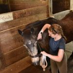 Tailored Veterinary Care