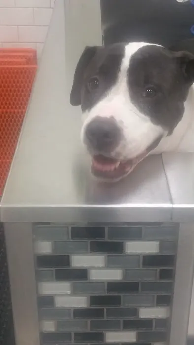 Unleashed by Petco Picture 1