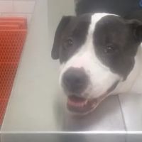 Unleashed by Petco ico