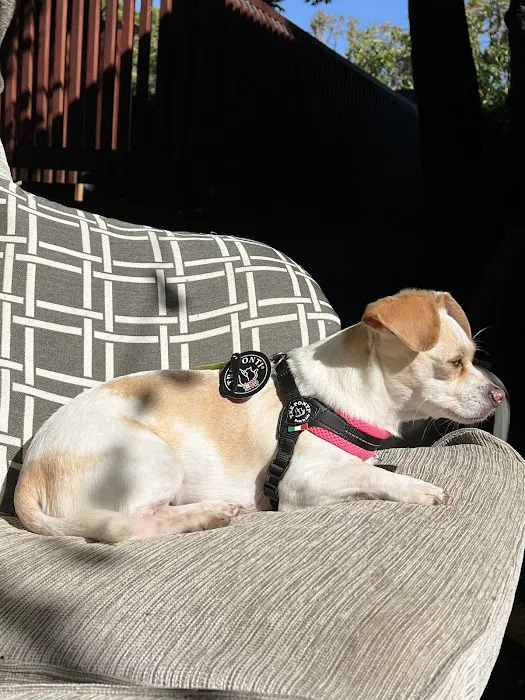 Bruno's Dog & Cat Boutique Picture 4