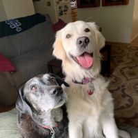 Bull's Head Pet Hospital ico
