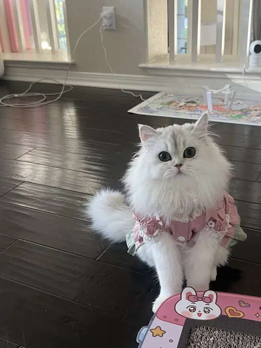 My Cuteness DIY Pet Store Picture 7