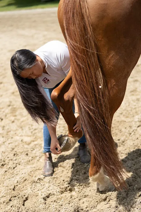 Grand Prix Equine Picture 2