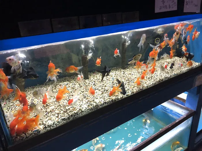 Hacienda Aquatics Picture 2