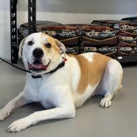 Pawz and Barks LLC ico