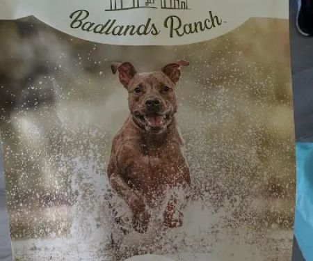 Paw Island
