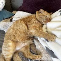 Southbury Veterinary Hospital ico