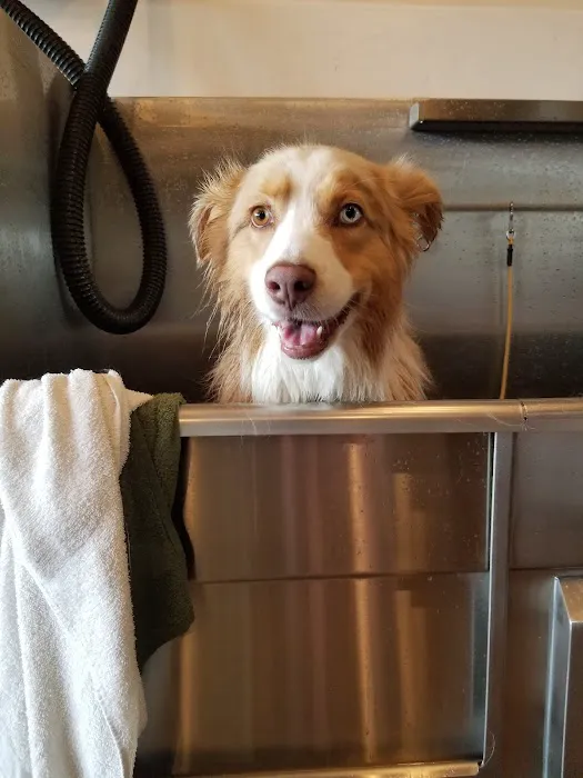 Dog Tub Picture 8