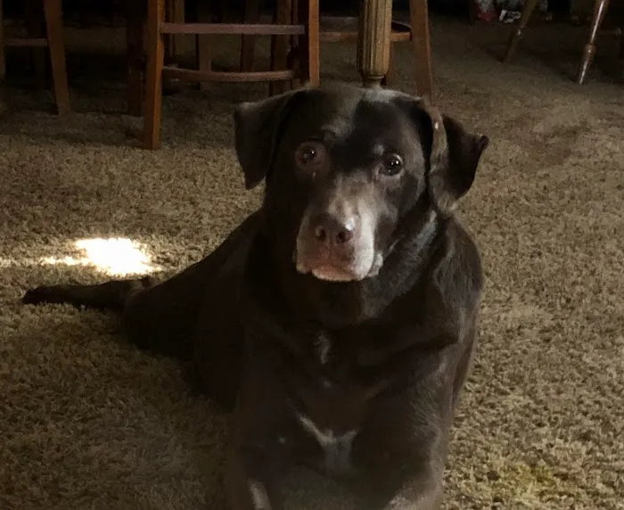 Ask Ariel Your Pet Nutritionist Picture 4