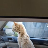Ask Ariel Your Pet Nutritionist ico