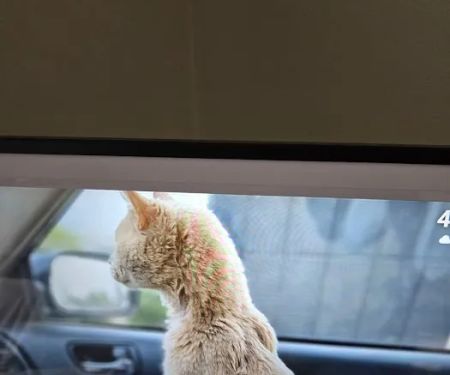 Ask Ariel Your Pet Nutritionist