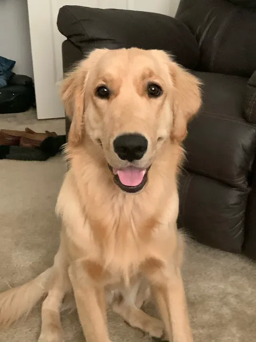 Ask Ariel Your Pet Nutritionist Picture 5