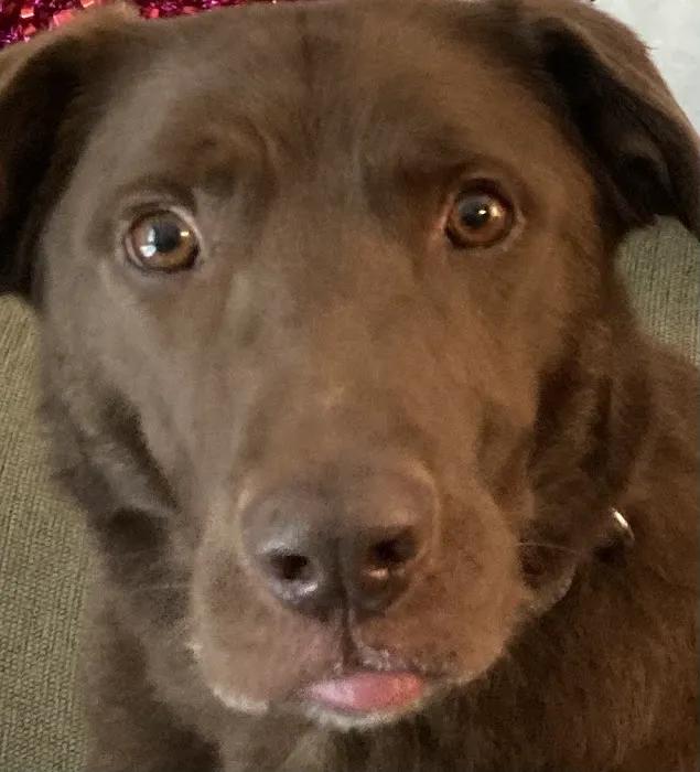 Ask Ariel Your Pet Nutritionist Picture 7