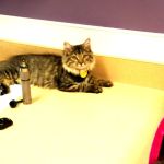 VCA MacArthur Animal Hospital