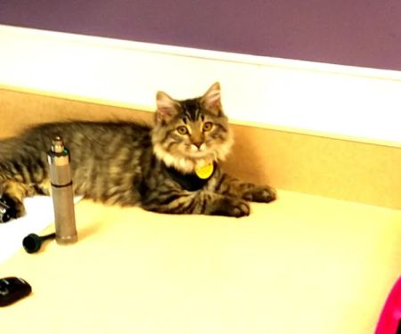 VCA MacArthur Animal Hospital