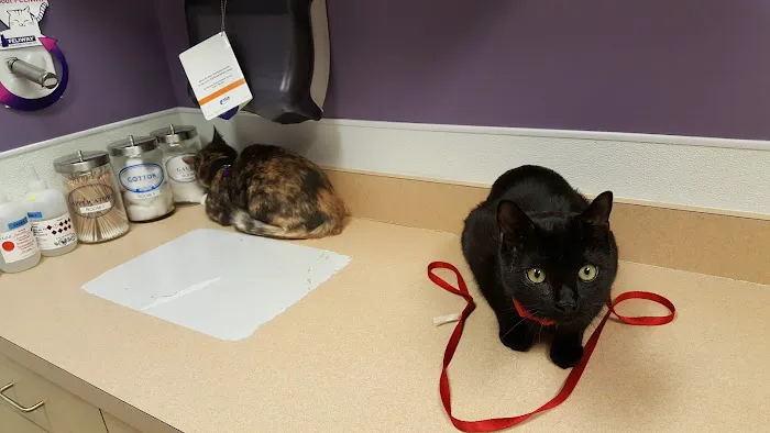 VCA MacArthur Animal Hospital Picture 10