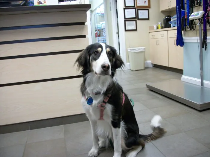VCA MacArthur Animal Hospital Picture 2