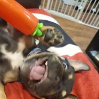 Glenvilah Veterinary Clinic ico