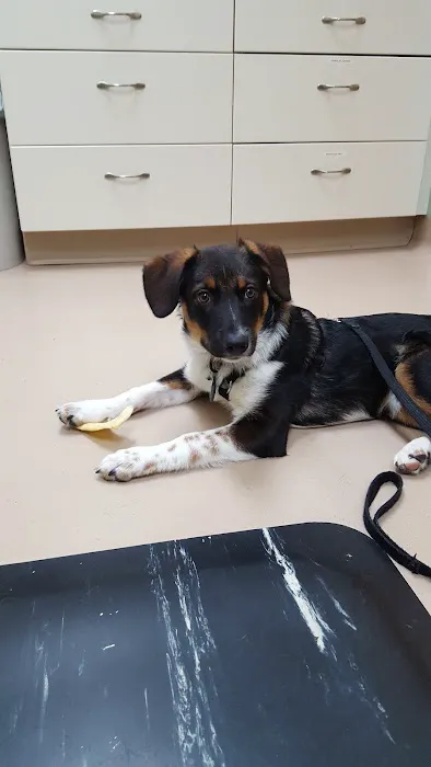 Glenvilah Veterinary Clinic Picture 4
