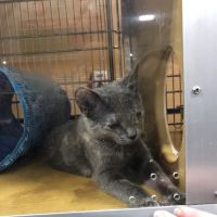 Petco ico