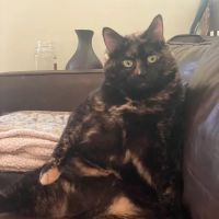 Great Paws Veterinary Hospital ico