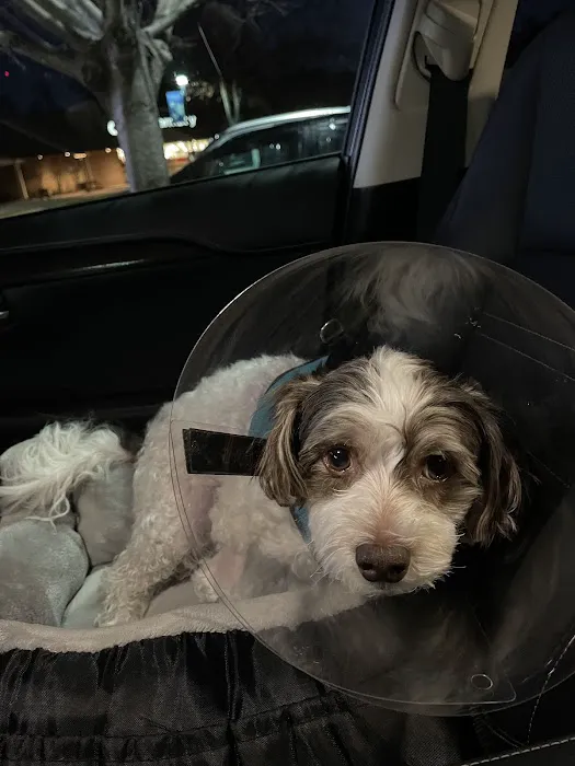 Great Paws Veterinary Hospital Picture 5