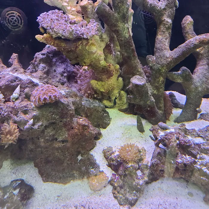 Tropical Fish Incorporated Picture 3