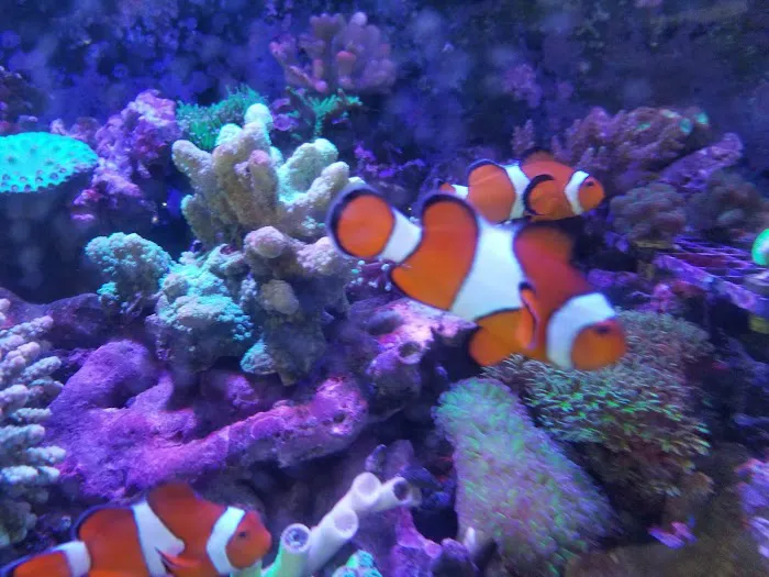 Tropical Fish Incorporated Picture 8