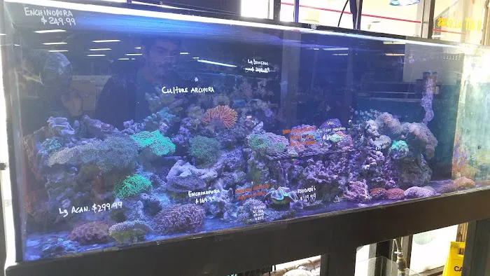 Tropical Fish Incorporated Picture 5