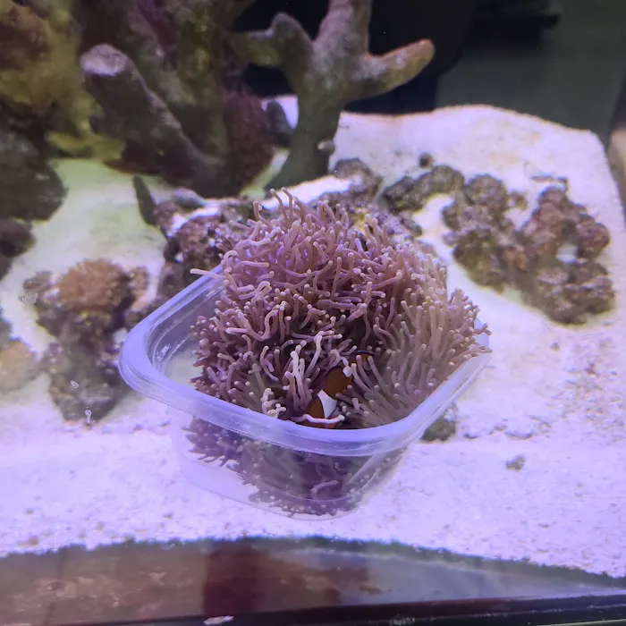 Tropical Fish Incorporated Picture 2