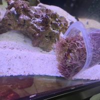 Tropical Fish Incorporated ico