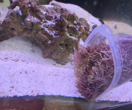 Tropical Fish Incorporated