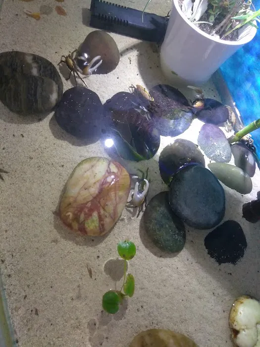 Tropical Fish Incorporated Picture 4