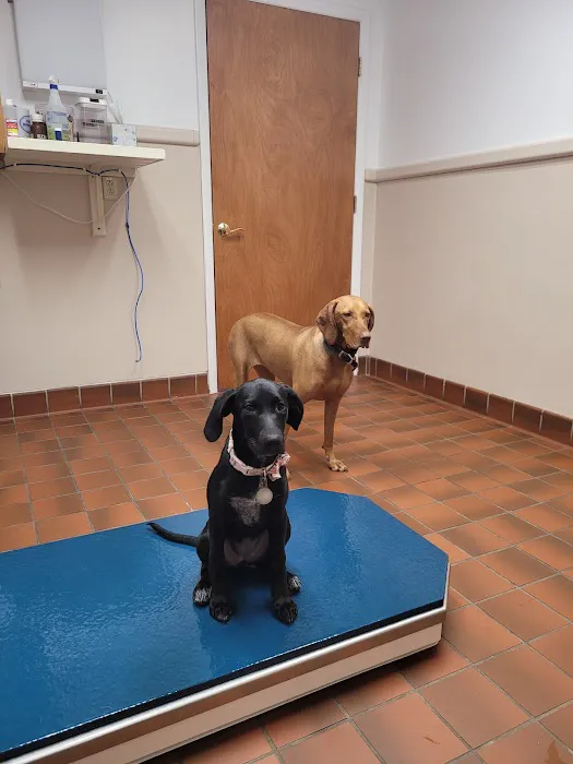 Battletown Animal Clinic Picture 5