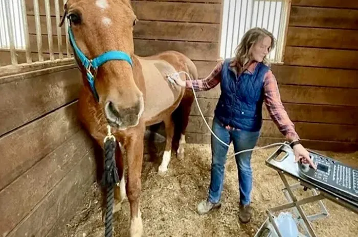 Paragon Equine Veterinary Services Picture 1