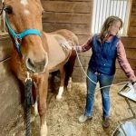 Paragon Equine Veterinary Services