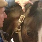 Middleburg Equine Clinic Inc