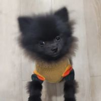 Shenandoah Veterinary Hospital ico