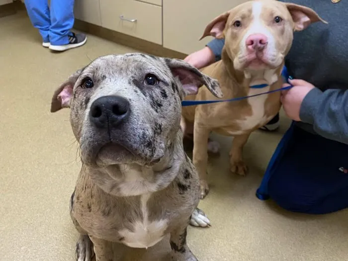 Shenandoah Veterinary Hospital Picture 6
